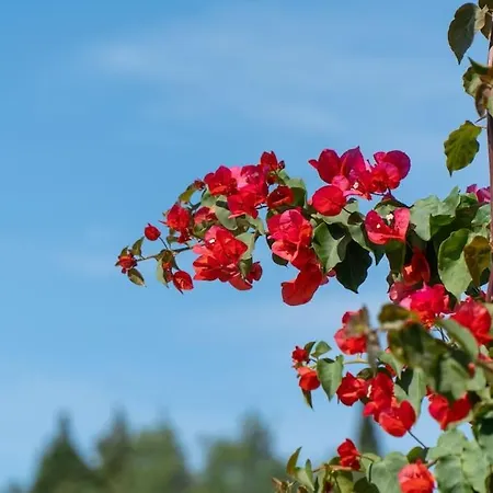 Appartement Ocean View Oasis - Palaiokastritsa