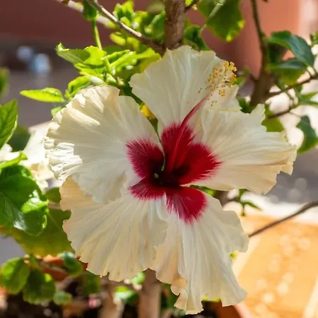 Ocean View Oasis - Palaiokastritsa Daire *